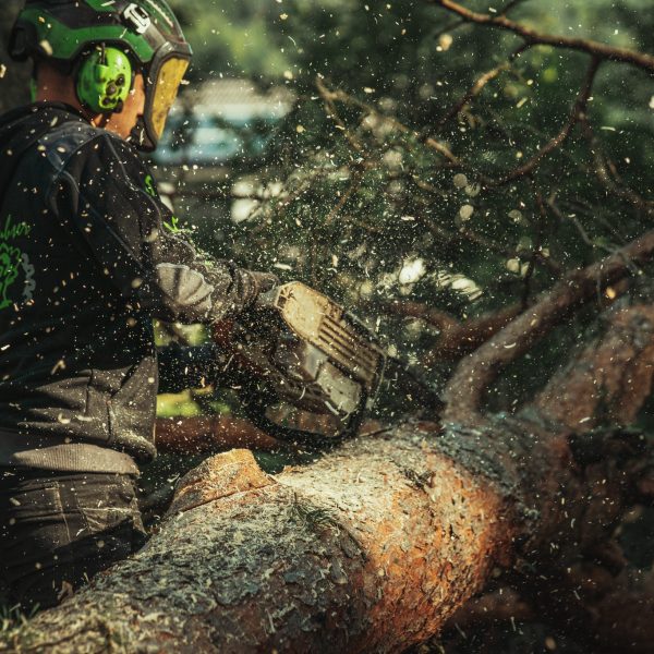 Baumschubser_Forst_-136