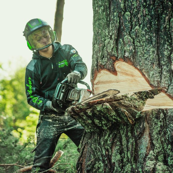 Baumschubser_Forst_-154