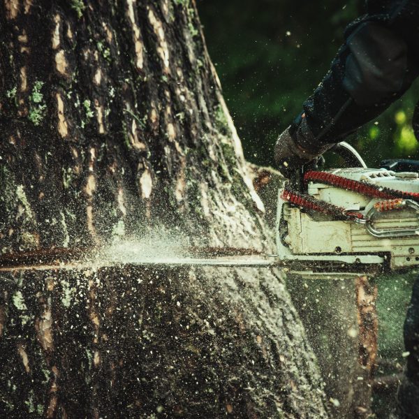 Baumschubser_Forst_-159