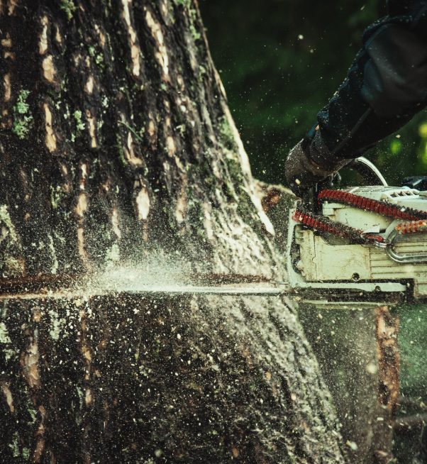 Baumschubser_Forst_-159