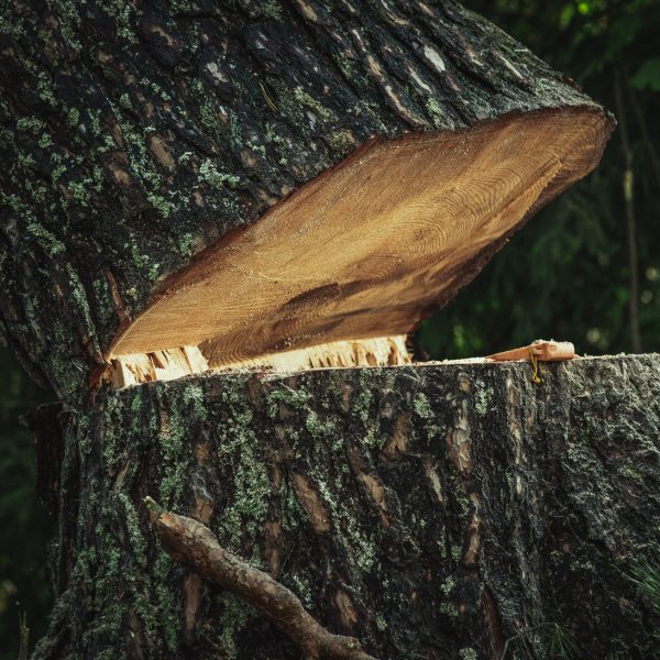 Baumschubser_Forst_-163