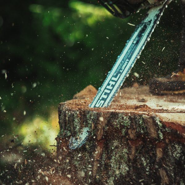 Baumschubser_Forst_-170