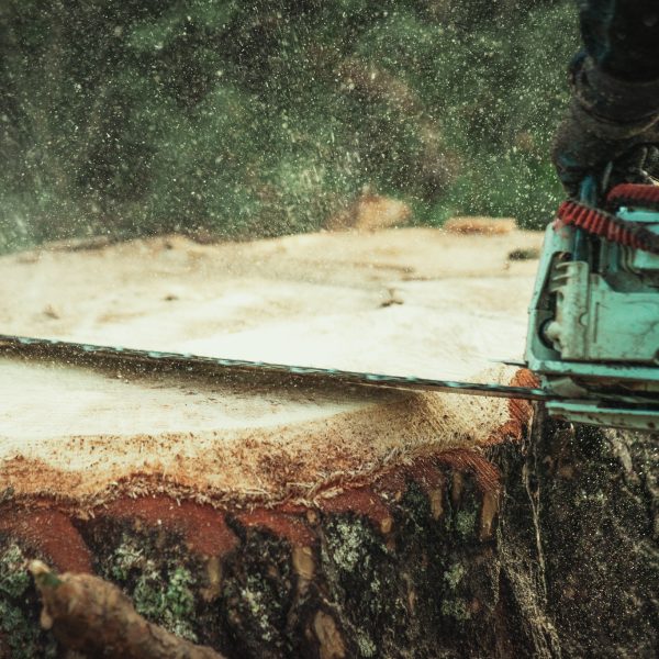 Baumschubser_Forst_-172