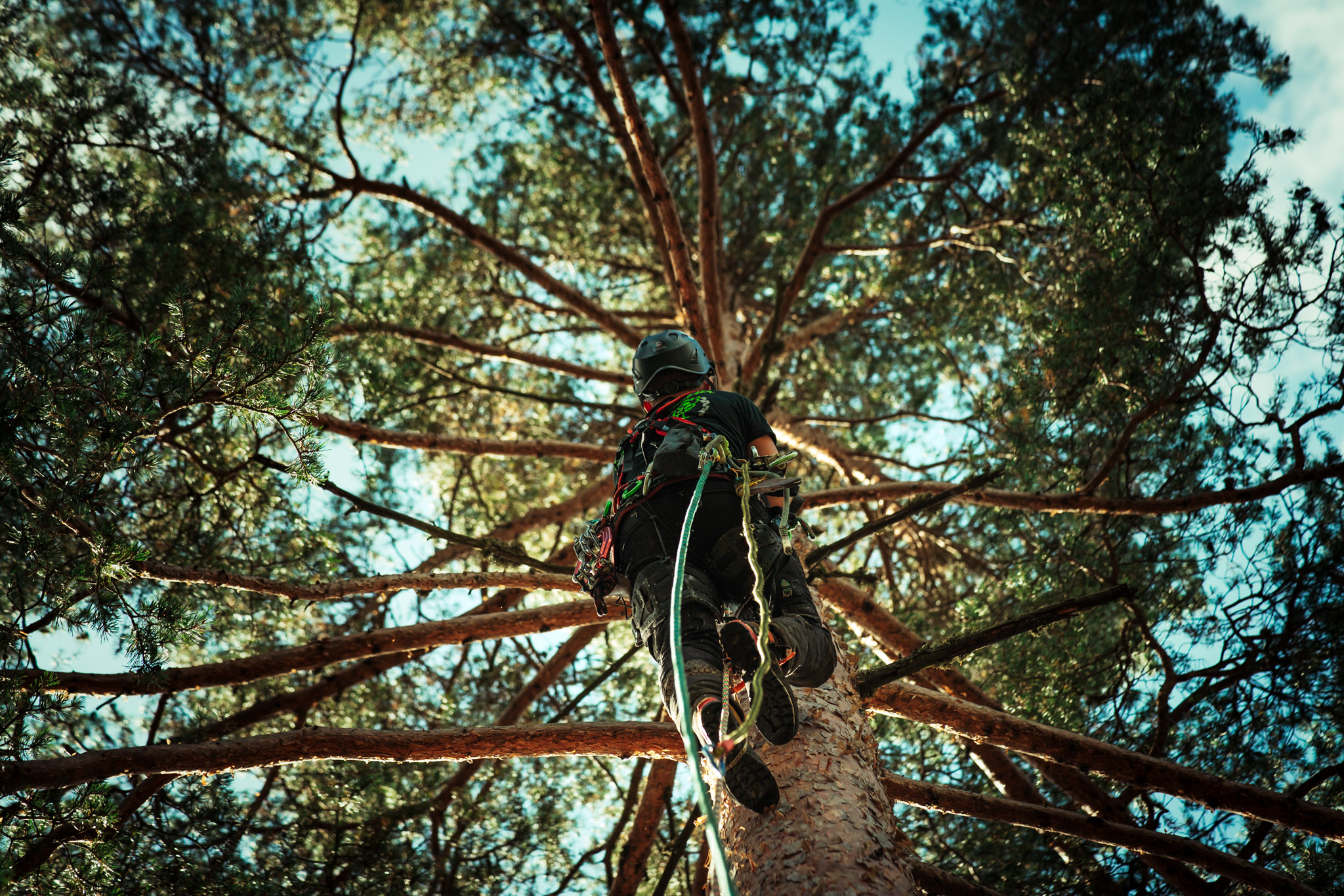 Baumschubser_Forst_-178