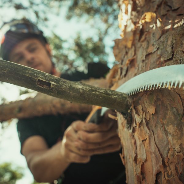 Baumschubser_Forst_-183