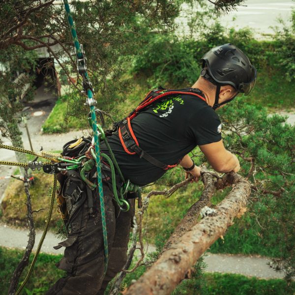 Baumschubser_Forst_-187