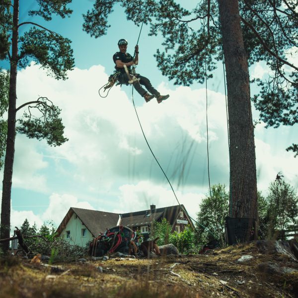 Baumschubser_Forst_-192