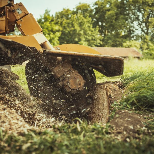 Baumschubser_Forst_-204