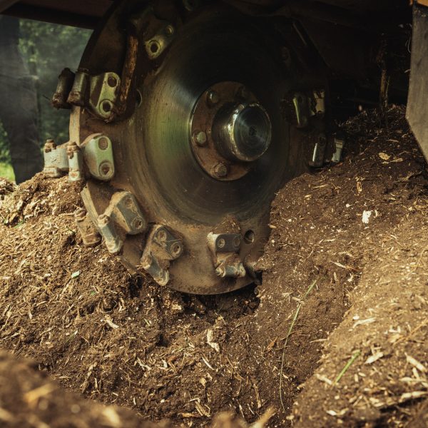 Baumschubser_Forst_-66