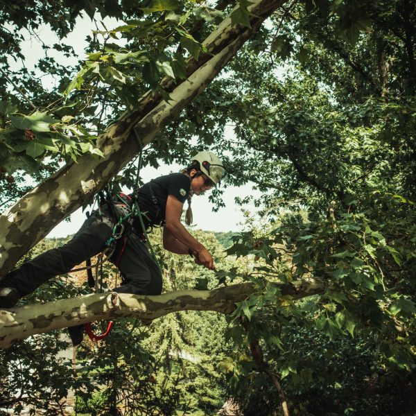 Baumschubser_Forst_-68