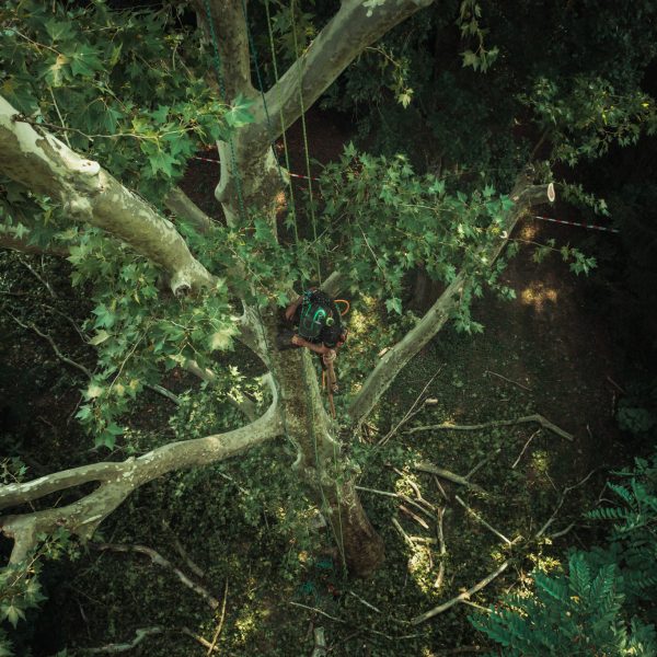 Baumschubser_Forst_-74