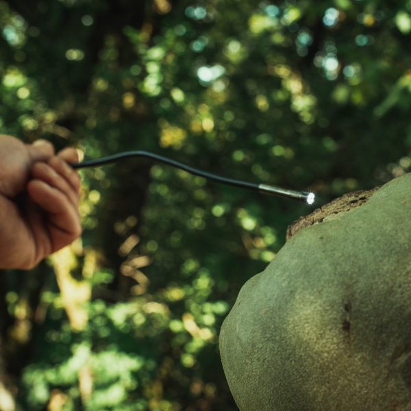 Baumschubser_Forst_-76