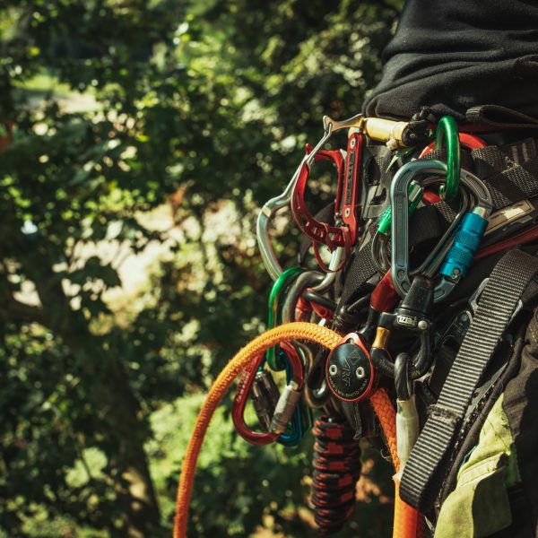 Baumschubser_Forst_-77