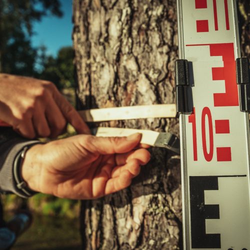 Baumschubser_Forst_-79