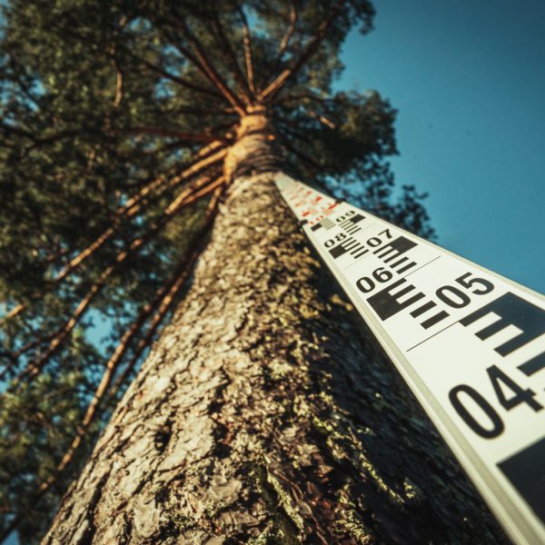 Baumschubser_Forst_-84