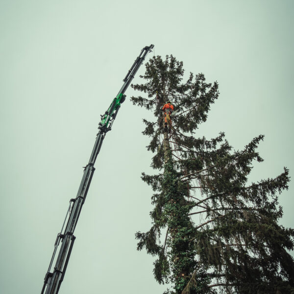 Kranfällung (2)_-27