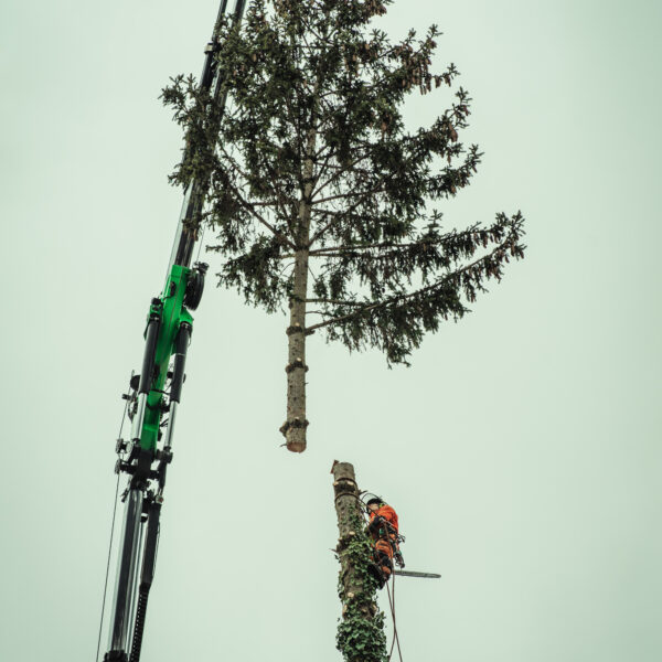 Kranfällung (2)_-37