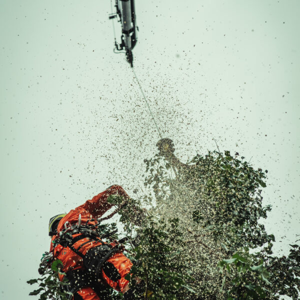 Kranfällung (2)_-45