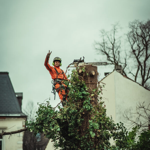 Kranfällung (2)_-56