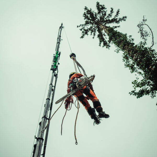 Kranfällung Baumschubser-34