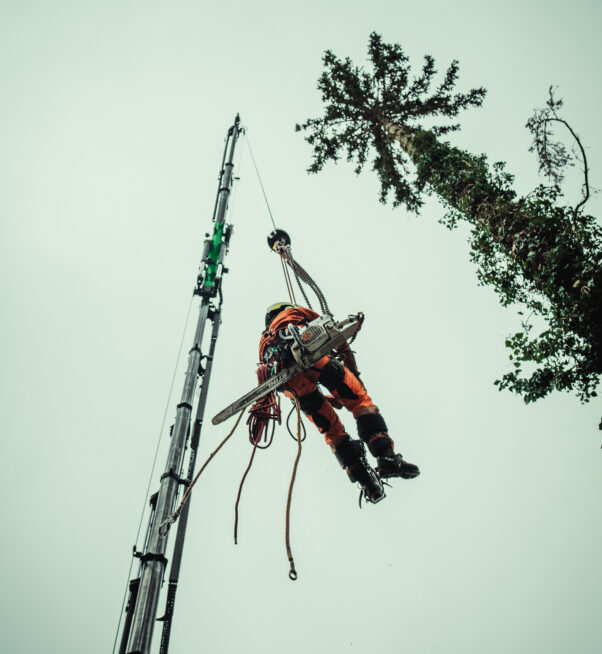 Kranfällung Baumschubser-34