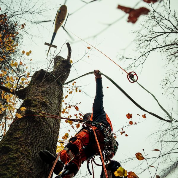 Sauerland Helifällung-56