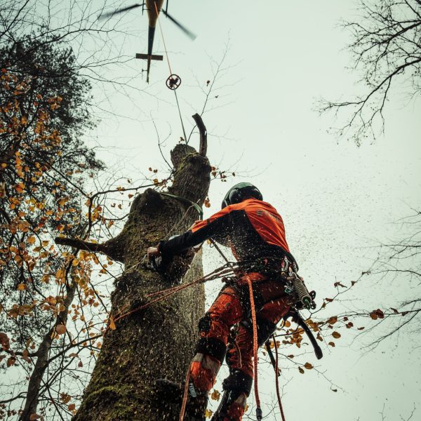 Sauerland Helifällung-61