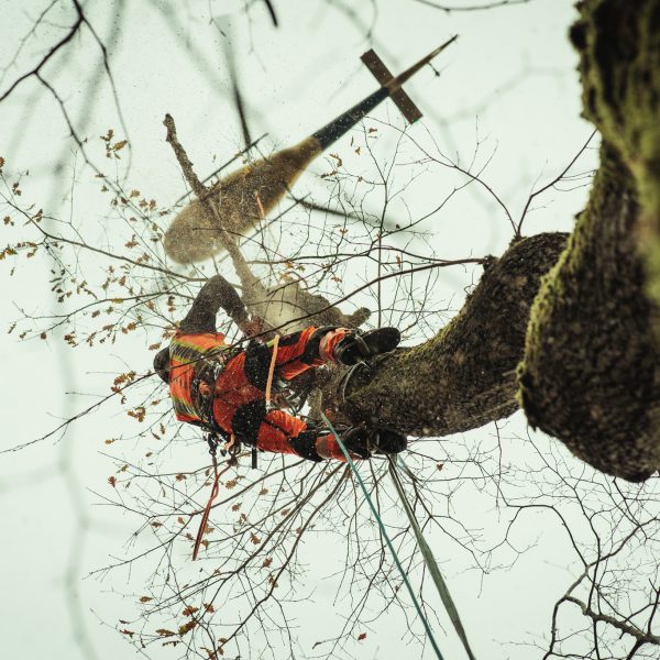 Sauerland Helifällung-87