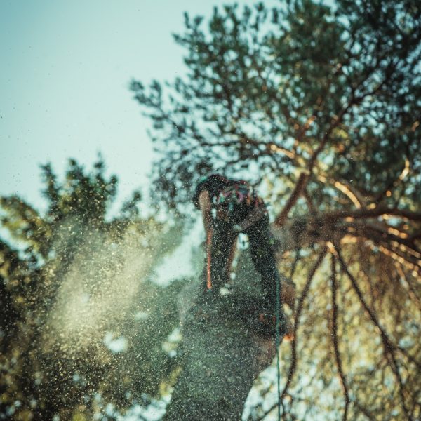 Baumschubser_Forst_-100