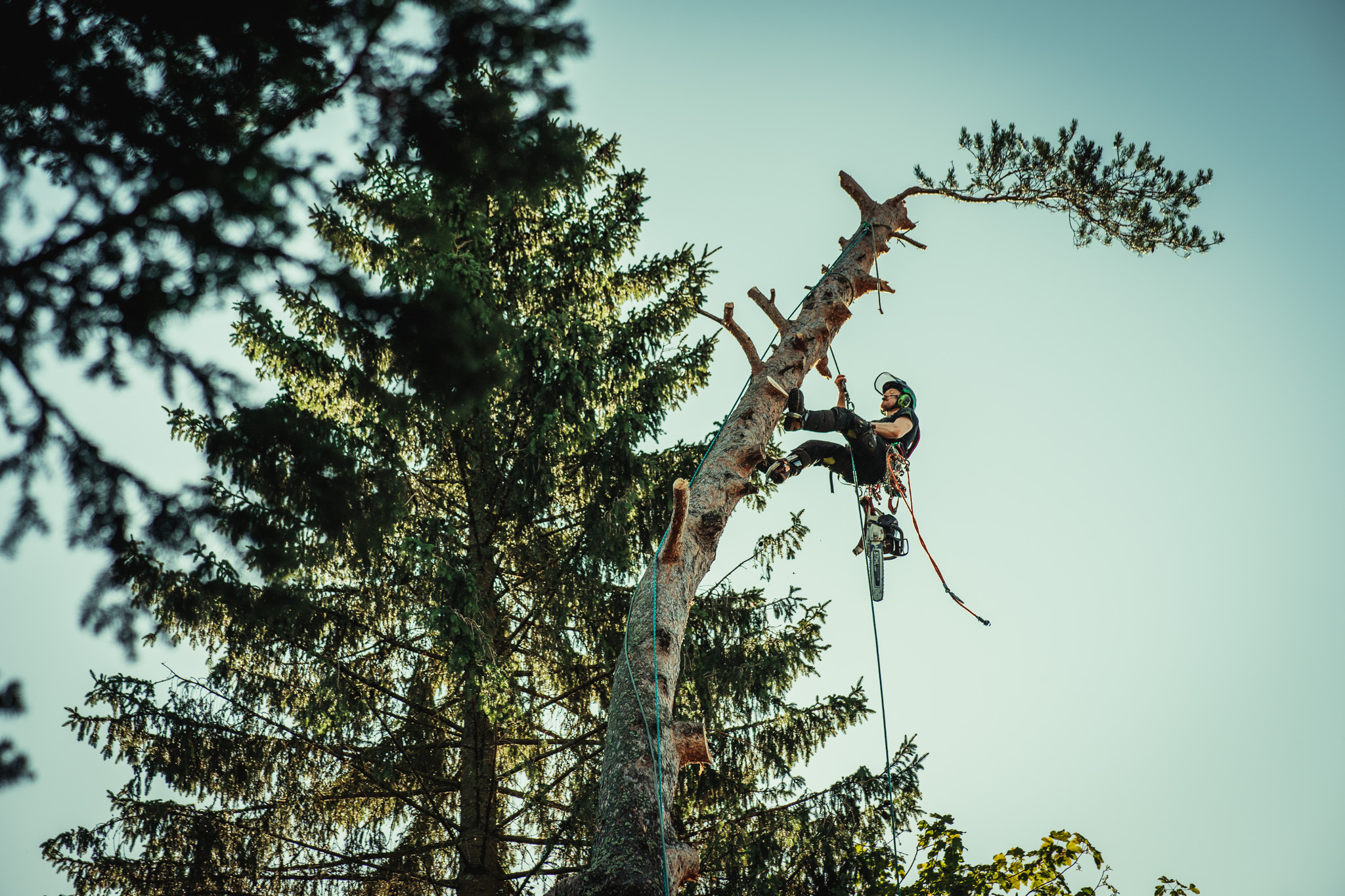 Baumschubser_Forst_-115