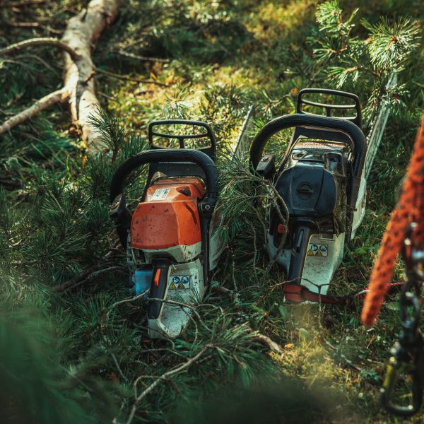 Baumschubser_Forst_-117