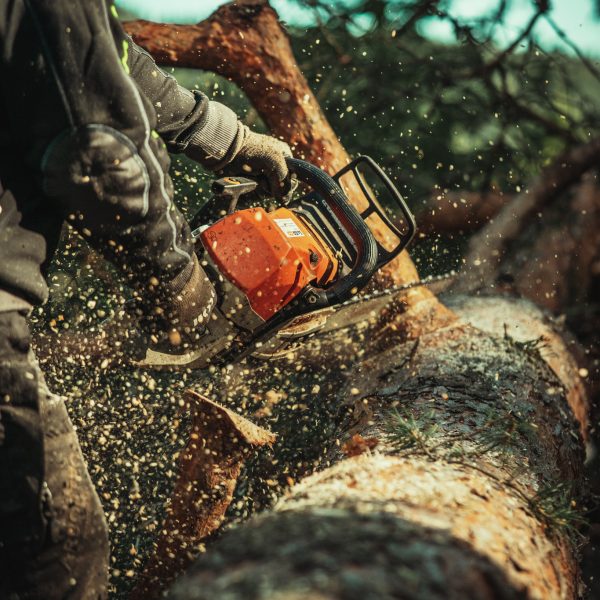 Baumschubser_Forst_-129