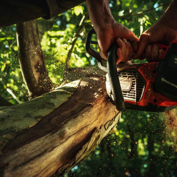 Baumschubser_Forst_-13