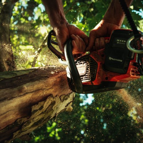 Baumschubser_Forst_-14