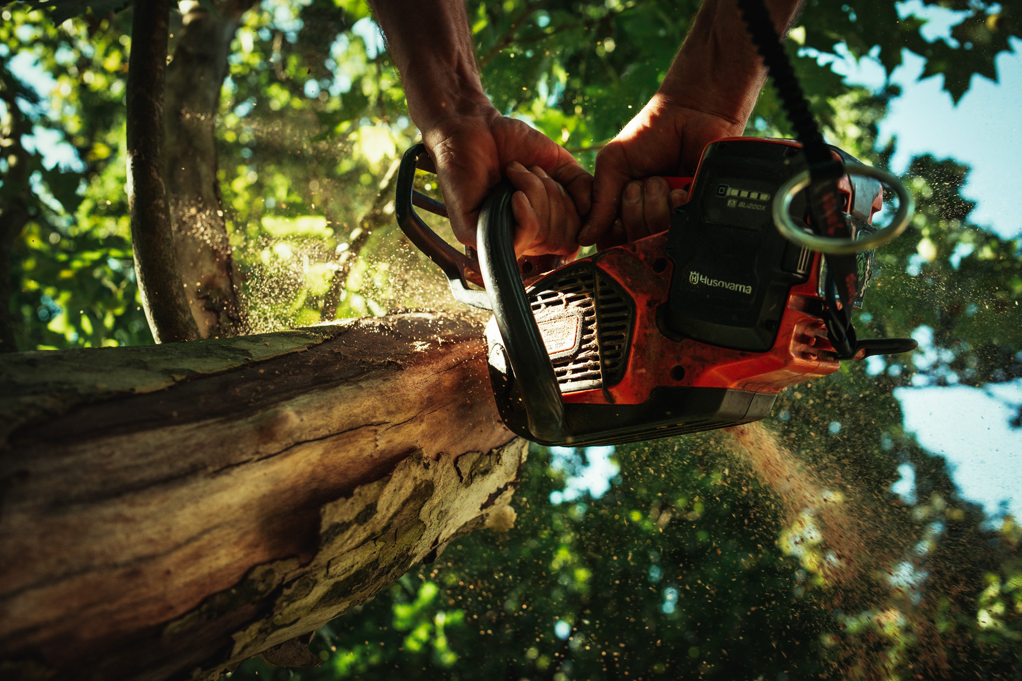 Baumschubser_Forst_-14