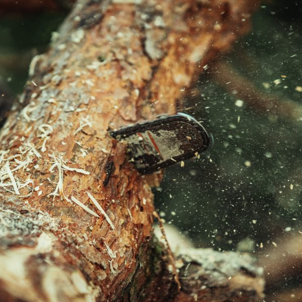 Baumschubser_Forst_-143