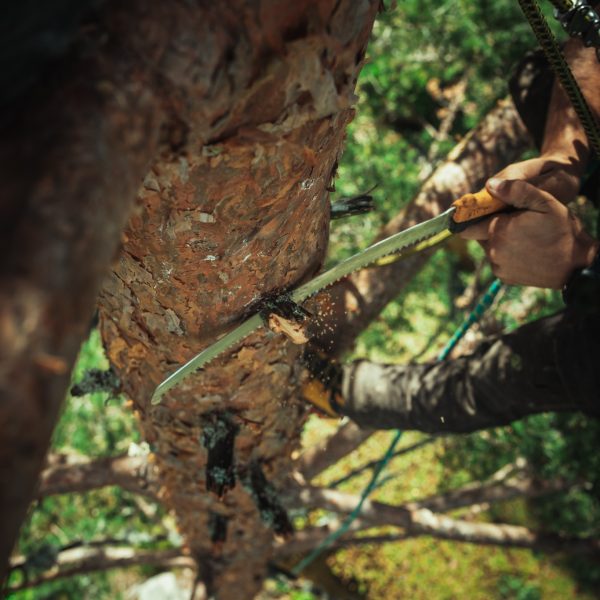 Baumschubser_Forst_-181