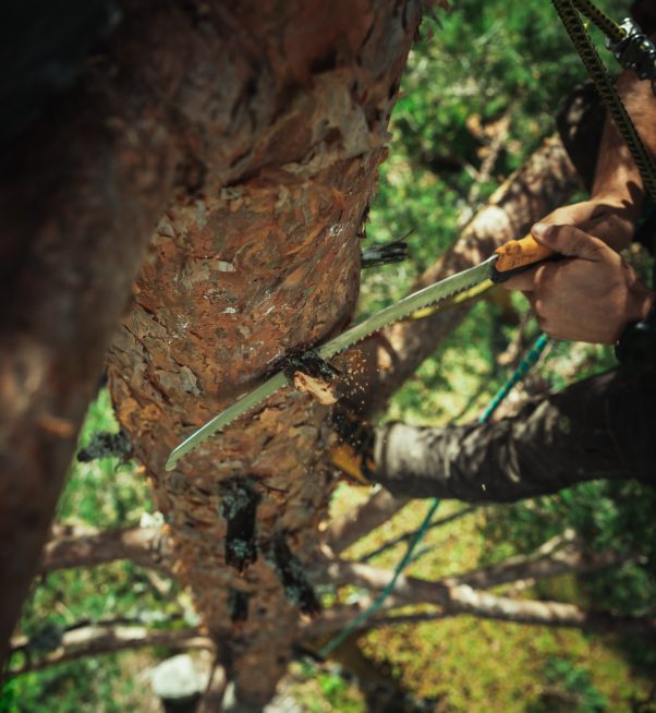 Baumschubser_Forst_-181