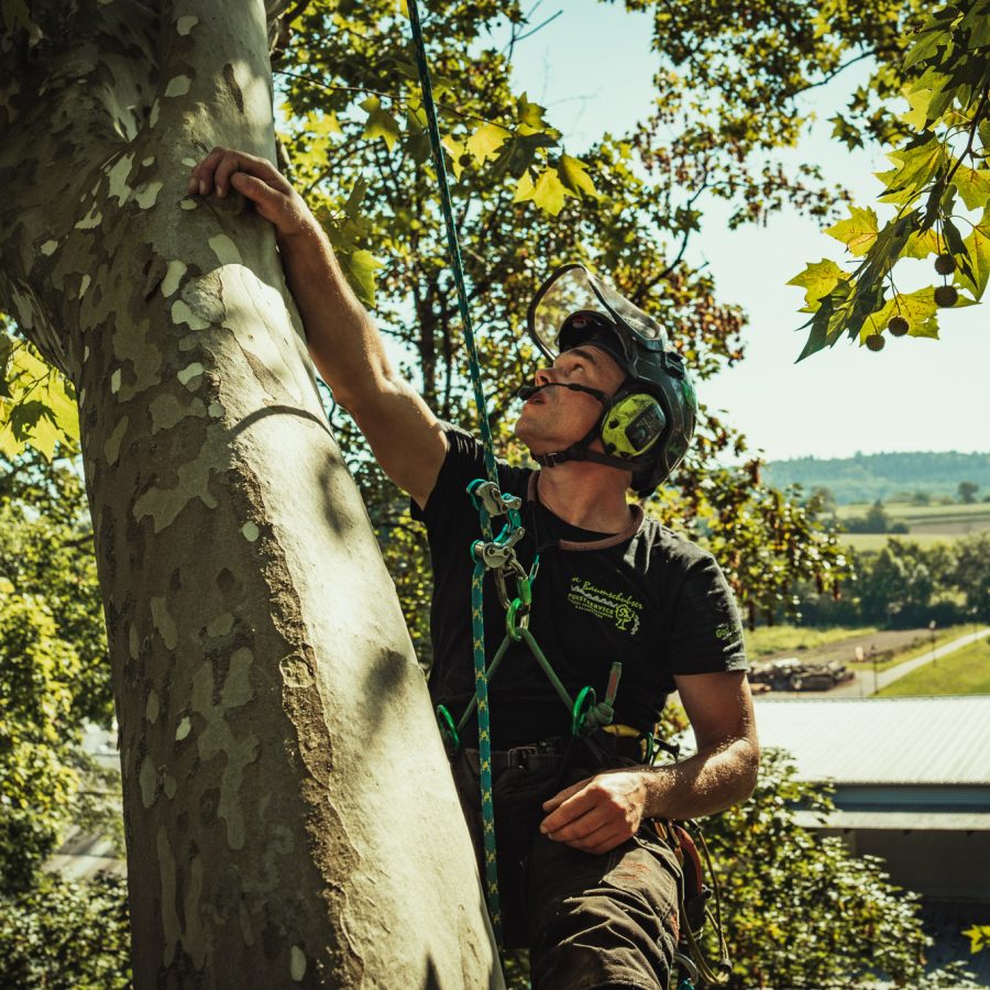 Baumschubser_Forst_-198