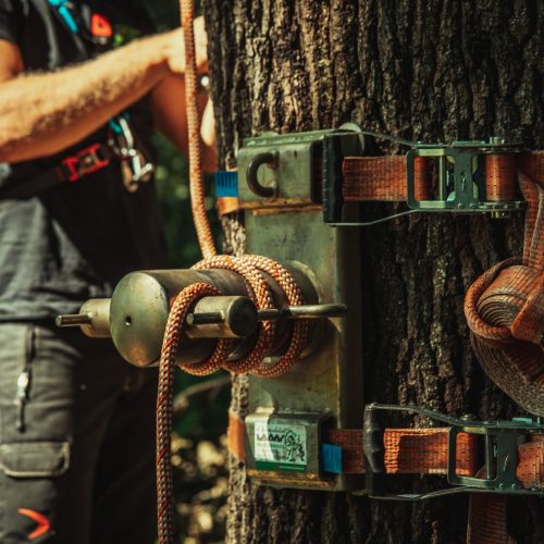 Baumschubser_Forst_-23