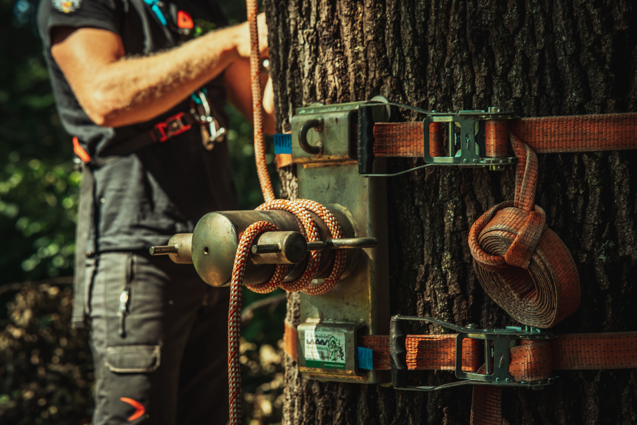 Baumschubser_Forst_-23