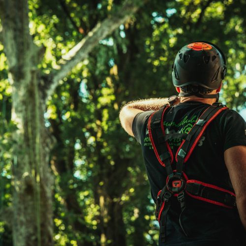 Baumschubser_Forst_-24