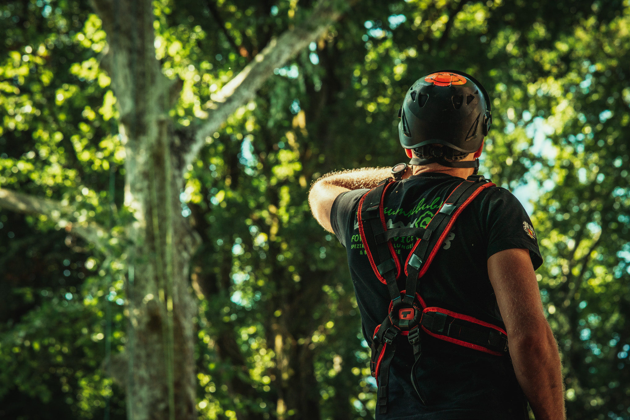 Baumschubser_Forst_-24