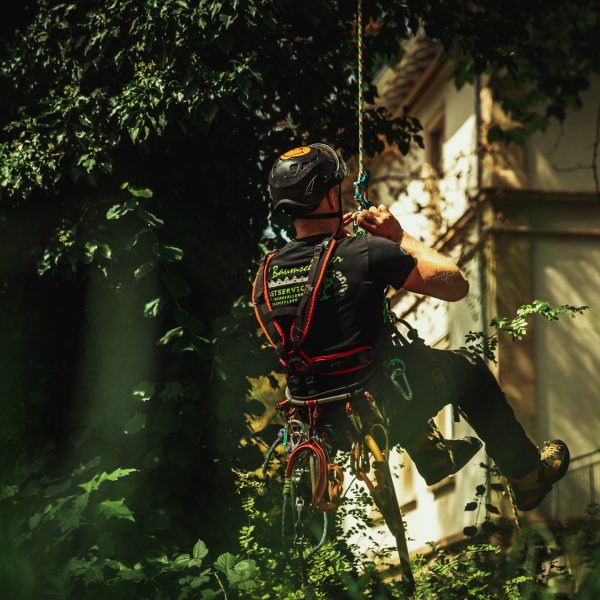 Baumschubser_Forst_-47