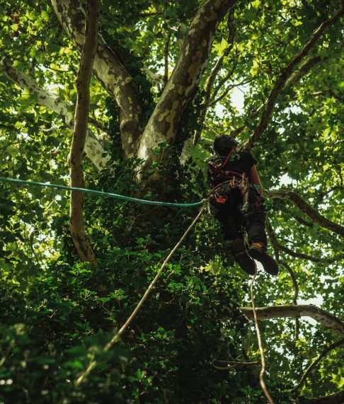 Baumschubser_Forst_-48