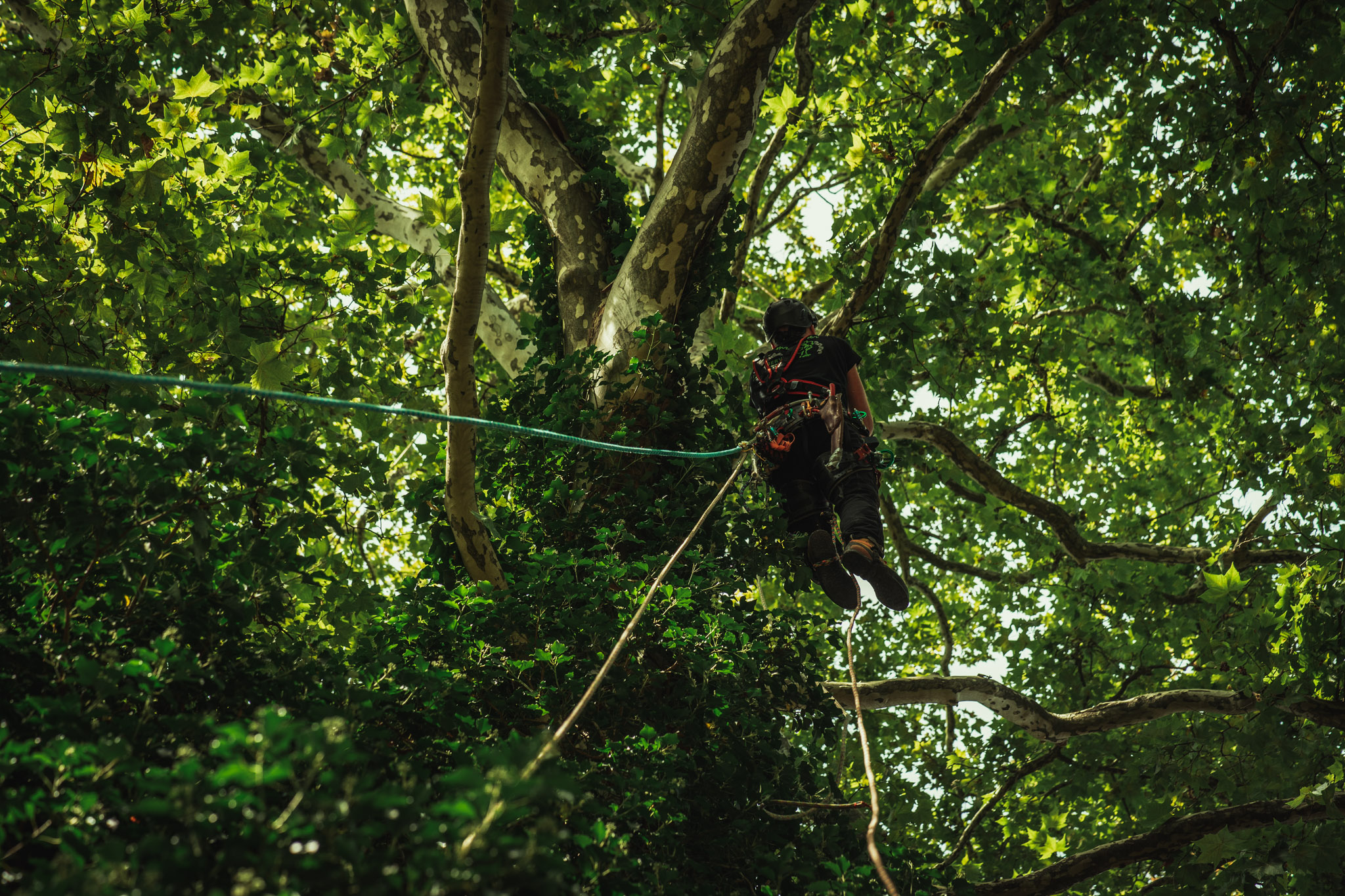 Baumschubser_Forst_-48