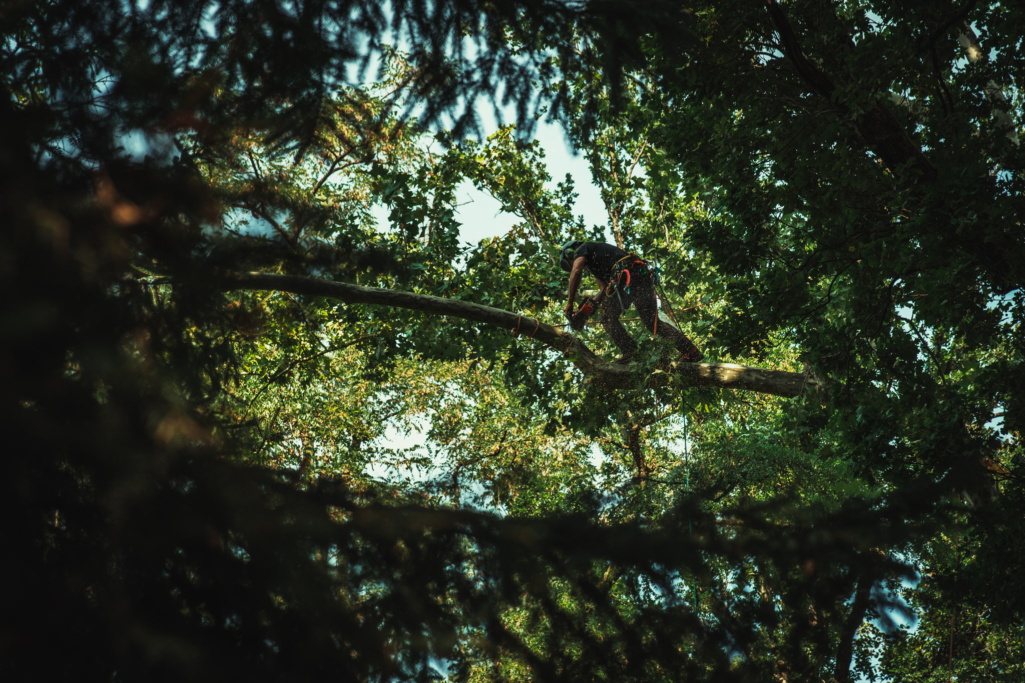 Baumschubser_Forst_-52 Kopie