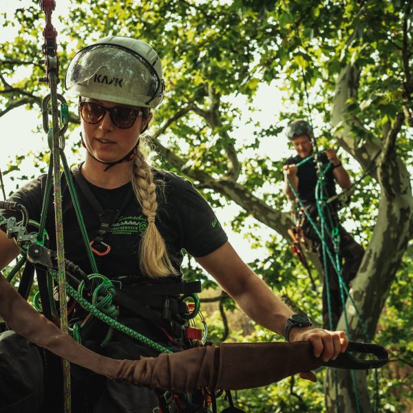 Baumschubser_Forst_-58