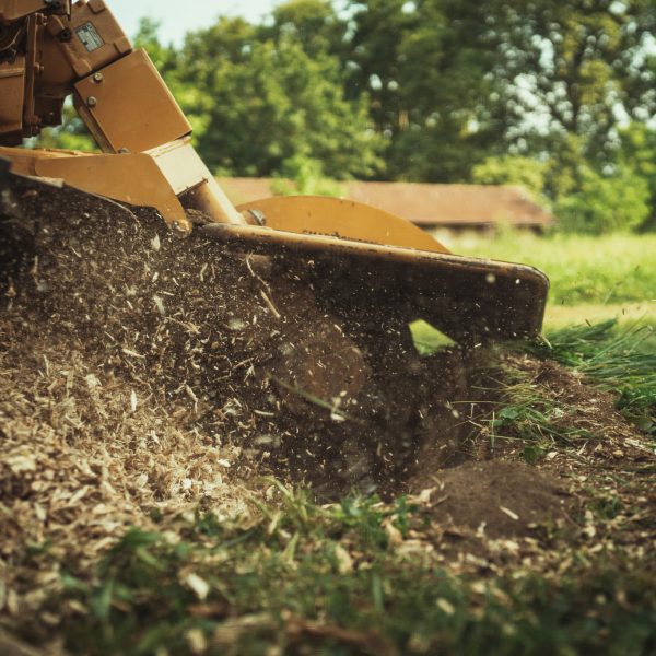 Baumschubser_Forst_-64