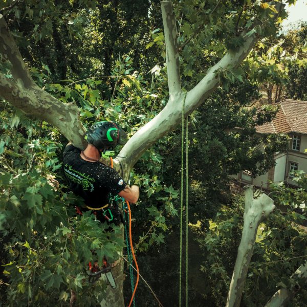 Baumschubser_Forst_-72